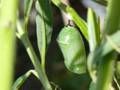 Monarch butterfly chrysalis
landscape